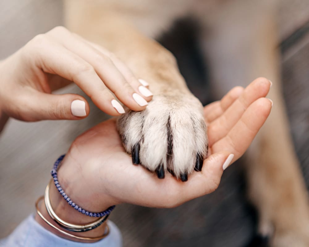 Grief Counselling, Ottawa Vet