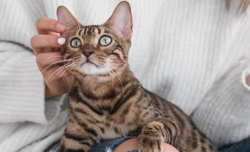 Diagnostics | Barrhaven Veterinary Hospital