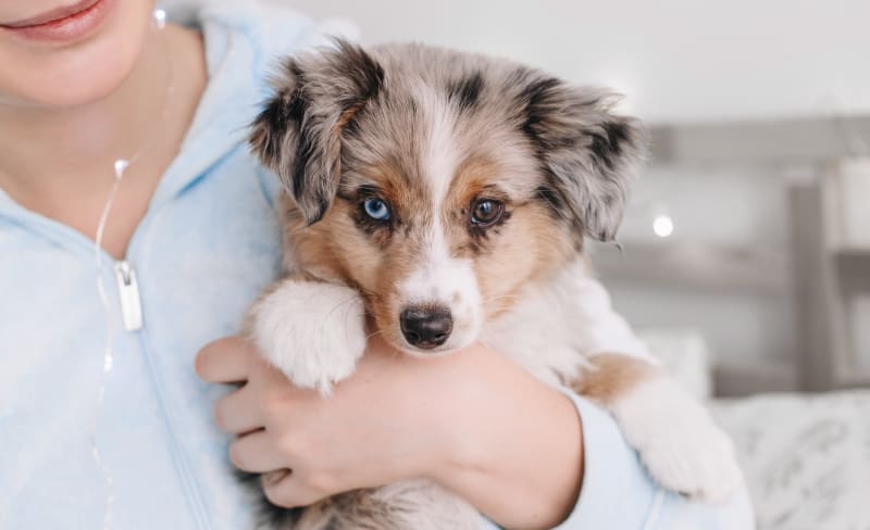Pet Dental Care | Barrhaven Veterinary Hospital