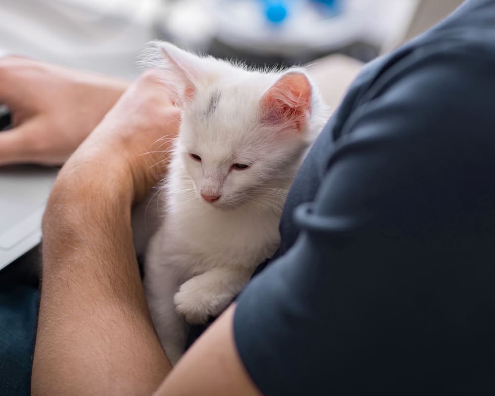 Care for Senior Pets, Ottawa