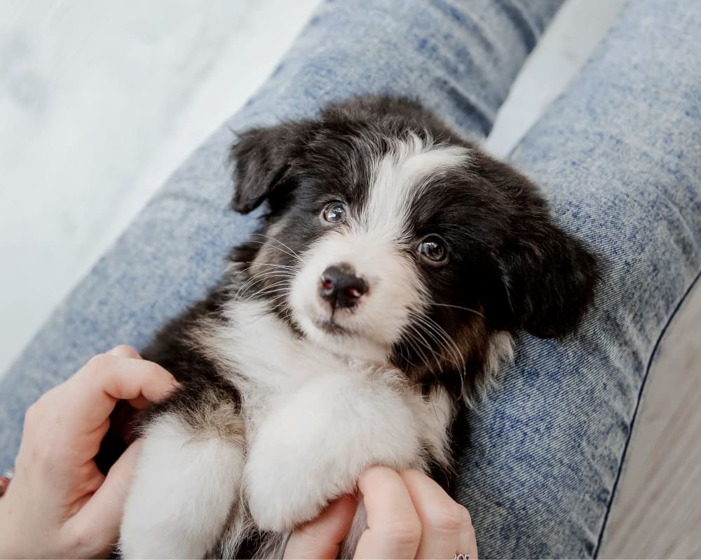 Puppies & Kittens, Ottawa Veterinarians